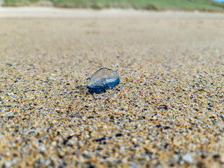By the wind sailor, Velella Velella, washed up on Narin Beach, County Donegal - Republic of Ireland