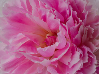 fresh bright blooming peonies flowers with dew drops on petals