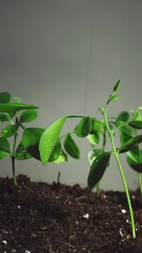 Plant in rain. Nature freshness. Environmental sustainability. Water drops sprinkling young green seedling growing in fertile soil on dark background. Vertical video.