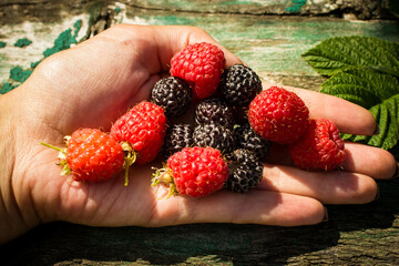 Fresh, juicy raspberries.