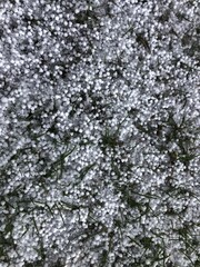 Fototapeta premium Large hail on the grass. Hailstones of ice fell from the sky in summer.