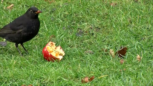 Eine Amsel frisst gierig an einem Apfel in einer Wiese (Nahaufnahme)