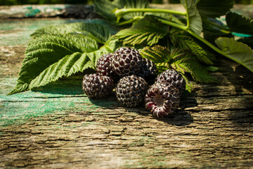 Fresh berries of black raspberries.