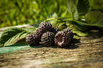 Fresh berries of black raspberries.