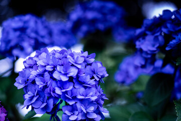 blue flowers in a garden