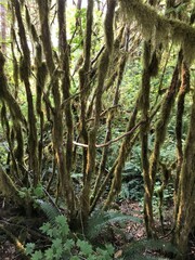 Pacific Northwest Moss and Ferns