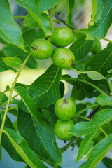 Green walnut fruit on a tree with leaves.