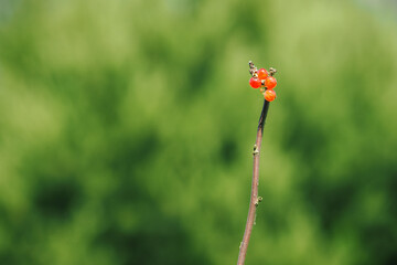 A few reddish currant balls on a branch of a leafless bush.