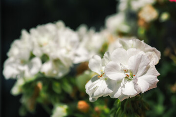 Fototapeta na wymiar Detail of white geranium flowers.