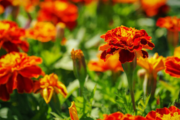 Orange apricot flowers in detail.
