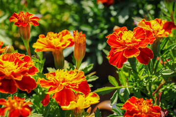 Orange apricot flowers in detail.