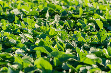 Details of a soy crop field on a clear summer day in Uruguay