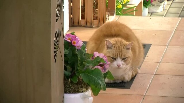 "Garfield", der rote Kater ist faul und m&uuml;de
