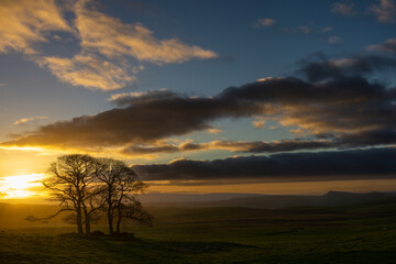 Sunsets over a small group of trees near Settle Yorkshire Dales.