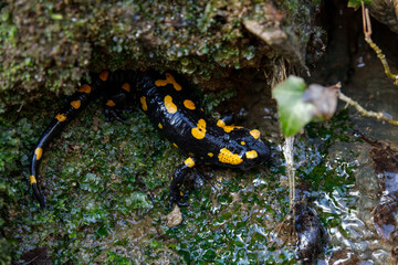 European Salamander (Salamndra Salamndra) Close Up from above Slovenia