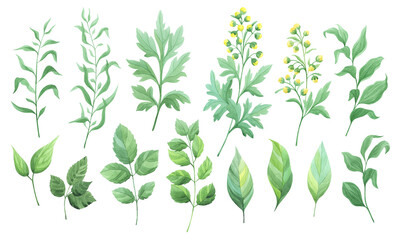 Green leaves set isolated on white background. Sagebrush and other wild herbs. Watercolor illustration.