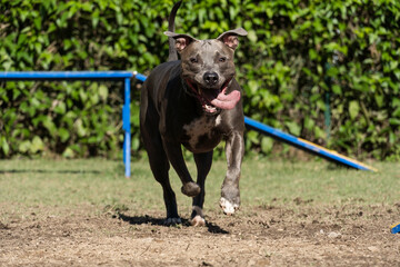 Pit bull dog jumping the obstacles while practicing agility and playing in the dog park. Dog place with toys like a ramp and tire for him to exercise