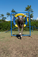 Pit bull dog jumping the obstacles while practicing agility and playing in the dog park. Dog place with toys like a ramp and tire for him to exercise