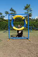 Pit bull dog jumping the obstacles while practicing agility and playing in the dog park. Dog place...