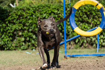 Pit bull dog jumping the obstacles while practicing agility and playing in the dog park. Dog place...