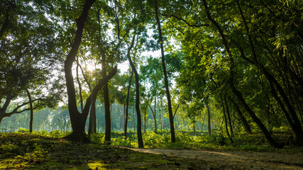 sun rays in the forest