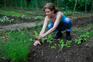 Mid Adult Woman Planting Salad Plants in her vegetable Domestic Garden