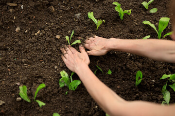 Female Hands planting Salad Crops in Soil Close up