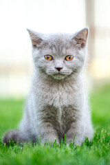 Obraz premium Cute little cat outdoor in grass. Scottish straight kitty.