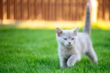 Cute little cat outdoor in grass. Scottish straight kitty. - 513049413