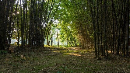 morning in the forest