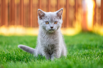 Cute little cat outdoor in grass. Scottish straight kitty. - 513049450