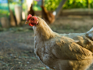 chickens walk on their farm in good weather