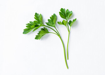 Two fresh green sprigs of parsley isolated on white background