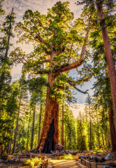 Obraz premium Grizzly Giant Sequoia in Mariposa Grove, Yosemite National Park