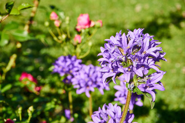 Dzwonek skupiony, Campanula glomerata © Marcin Łazarczyk