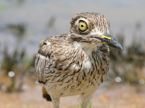 Water Thick-knee, Kruger National Park, South Africa