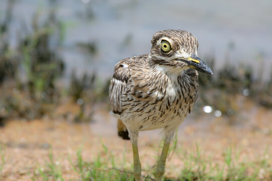 Water Thick-knee, Kruger National Park, South Africa