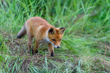 Naklejka na ściany i meble A Cute young fox cub. Vulpes vulpes