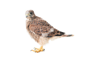Chick Common Kestrel Falco tinnunculus isolated on white background