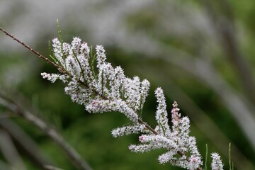 Flowers of the Tamarix species Tamarix tetrandra