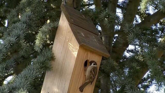 Der Spatz bringt Baumaterial f&uuml;r das Nest in durch das Flugloch in den Brutkasten (Originalton)