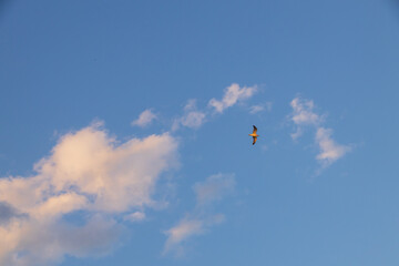 Seagulls flying with blue sky and white clouds in background
