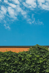 Fototapeta na wymiar Wall with green leaves and beautiful blue cloudy sky.