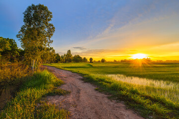 Fototapeta na wymiar Rice field and dirt road in the farm at sunset, beautiful countryside, Thailand