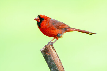 Closeup of a read male Northern Cardinal perched on a branch