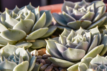 suculentas haworthia plantas