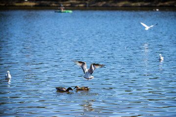 aves en laguna