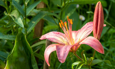 Pink lily flower on the nature,outdoor garden