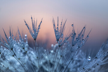 Dandelion at dawn