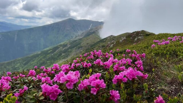closeup of beautiful wild rhododendron pink flowers on mountain peak with blue sky and clouds in the background during summer time